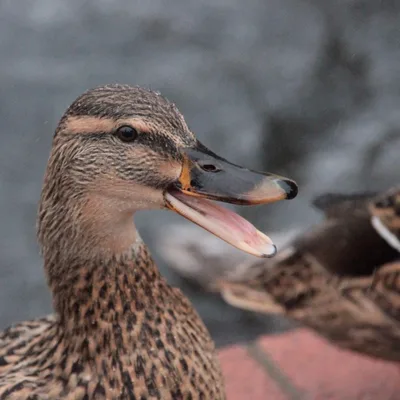 Dial-Up Duck